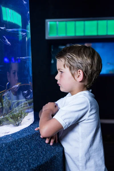 Молодой человек смотрит на рыбу в аквариуме — стоковое фото