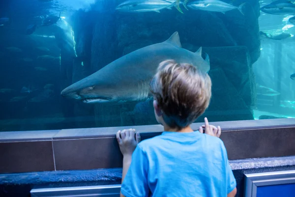 Jeune homme regardant le requin dans un réservoir — Photo