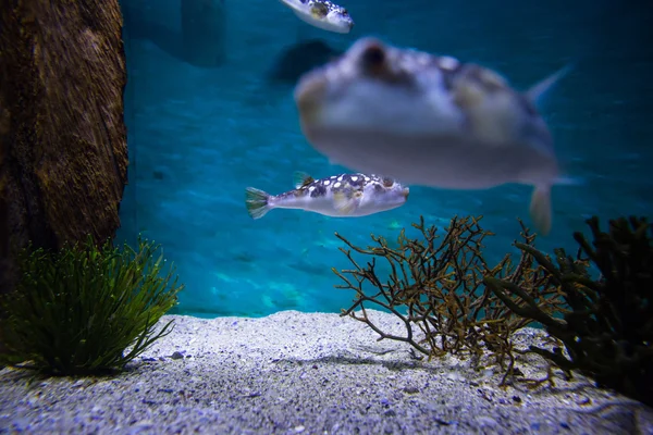 水槽を泳ぐ魚 — ストック写真