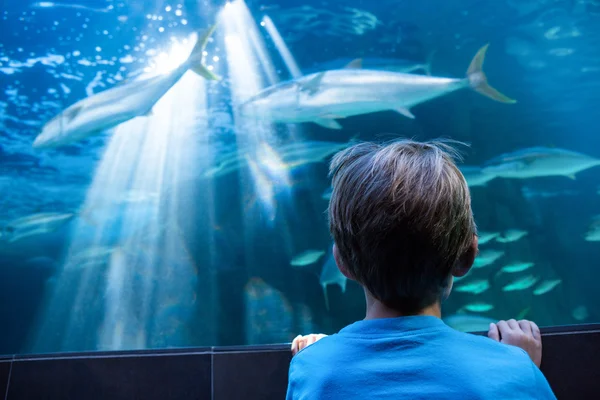 Молодой человек смотрит на рыбу в аквариуме — стоковое фото