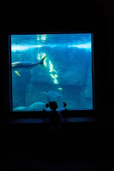 Junger Mann beobachtet Fische in dunkelstem Raum — Stockfoto