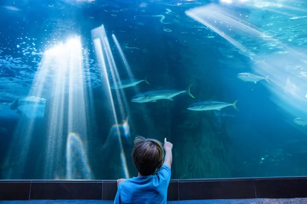 Jeune homme pointant le poisson dans un réservoir avec son doigt — Photo