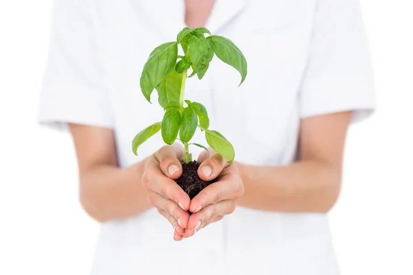 Forskare håller basil plant — Stockfoto