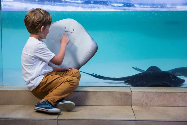 Joven señalando un manta ray —  Fotos de Stock