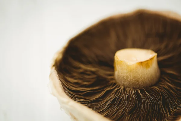 Cogumelo fresco no fundo de madeira — Fotografia de Stock