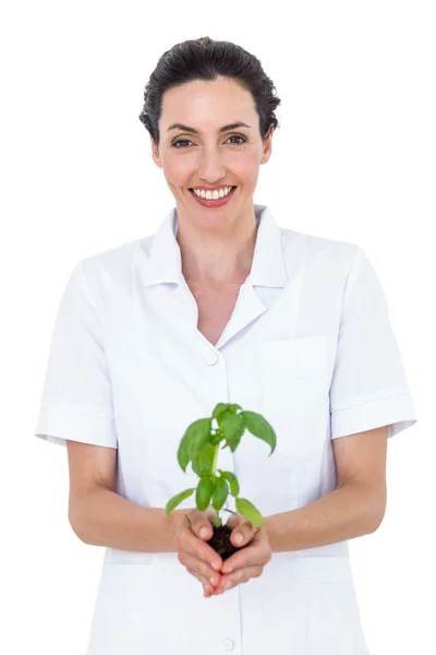 Scientist holding basil plant — Stock Photo, Image