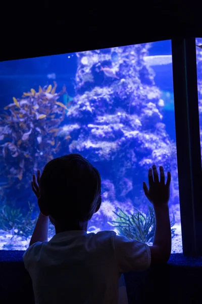 Junger Mann berührt hinter der Kamera ein Fischbecken — Stockfoto