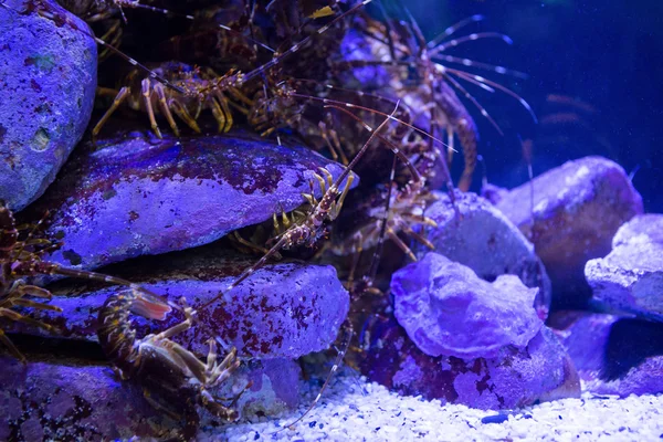 Udang bersembunyi di batu dalam tangki — Stok Foto