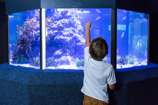 Junger Mann zeigt Fische in ein Becken — Stockfoto