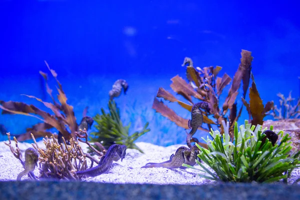 Морской лев, плавающий в аквариуме с водорослями — стоковое фото