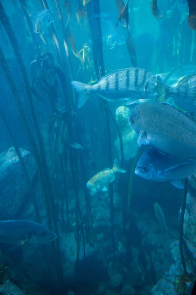 藻類で水槽を泳ぐ魚 — ストック写真