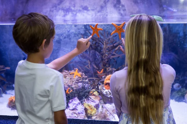 Niños apuntando a estrellas de mar en el tanque — Foto de Stock