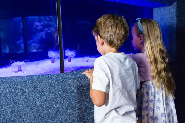 Crianças olhando para o mar anêmona no tanque — Fotografia de Stock