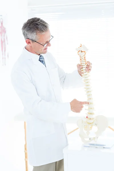 Läkare visar anatomiska ryggraden — Stockfoto