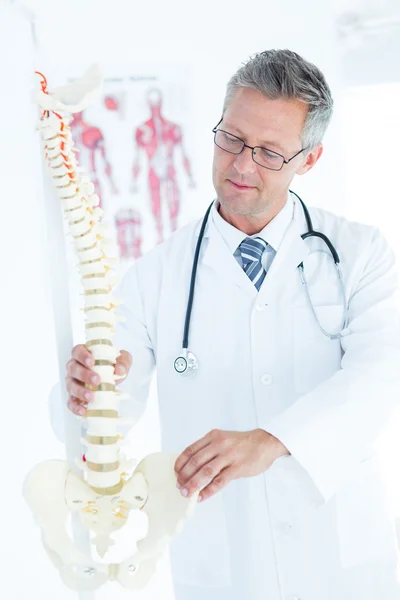 Arzt mit anatomischer Wirbelsäule — Stockfoto