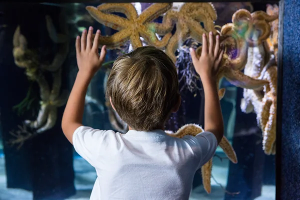 Young man touching starfish-tank — Stock Photo, Image