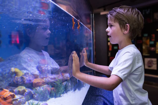 Young man touching a starfish-tank — Stock Photo, Image