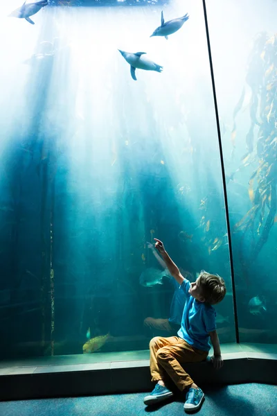 Молодой человек указывает пингвинам в светящемся аквариуме — стоковое фото