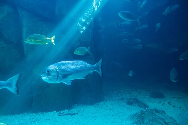 Fish swimming in a darkest tank — Stock Photo, Image