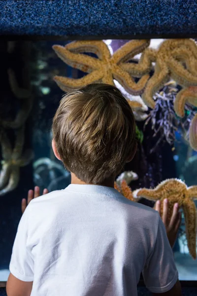 Young man looking at big starfish — Stock Photo, Image