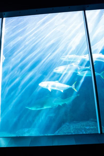 Hai schwimmt mit Fischen im Becken — Stockfoto