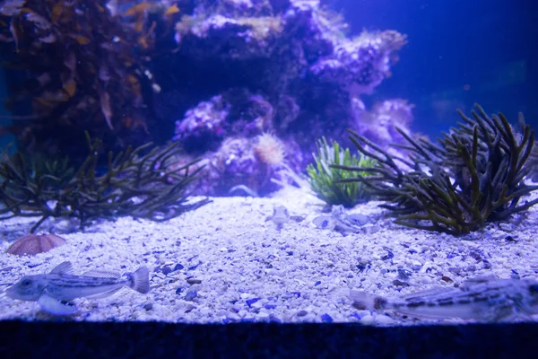 Anémone de mer noire dans un réservoir — Photo