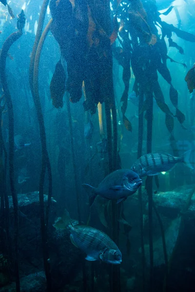 藻が付いて暗い水槽で泳いでいる魚 — ストック写真