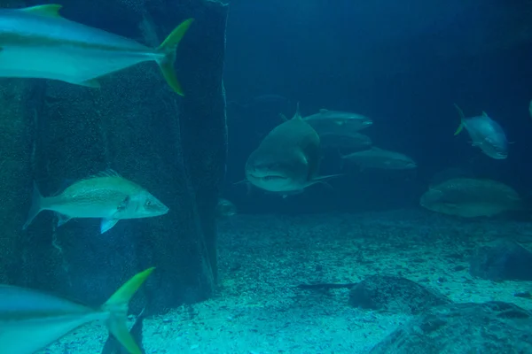 Shark swimming with fish — Stock Photo, Image