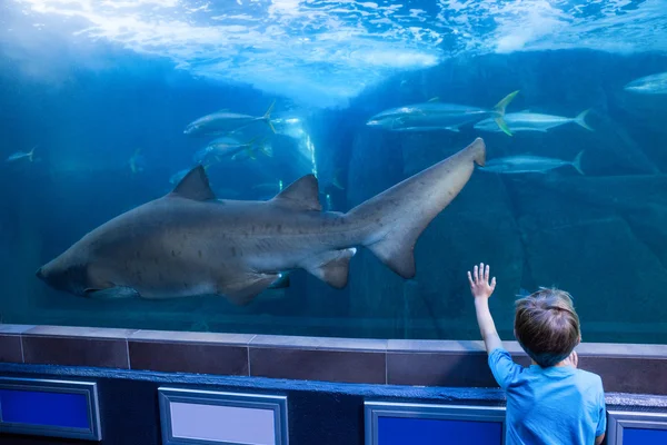 Young man touching a tank with fish and shark — Stock Photo, Image
