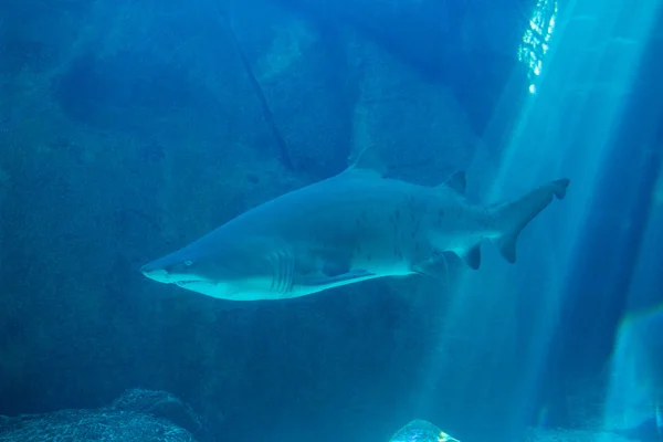 Úszás egy az akvárium cápa — Stock Fotó