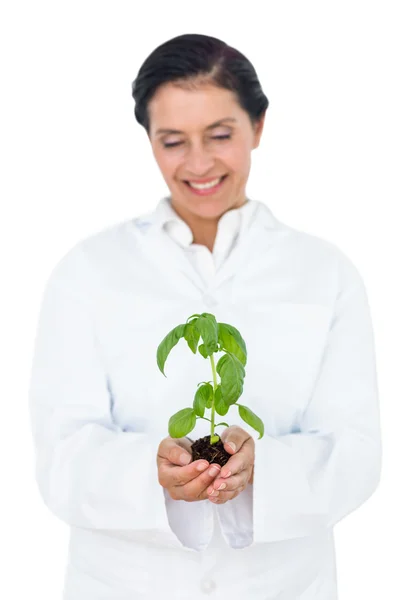 Forskare håller basil plant — Stockfoto