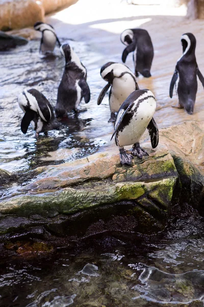 Pingüinos esperando en piedra —  Fotos de Stock