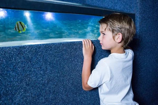 Young man looking at fish in a small tank — Stock Photo, Image