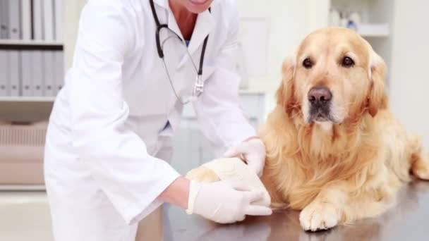 Smiling female vet bandaging dogs leg — Stock Video