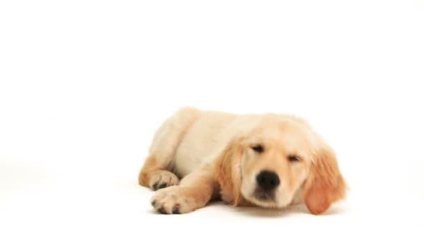 横になっているかわいい子犬 — ストック動画