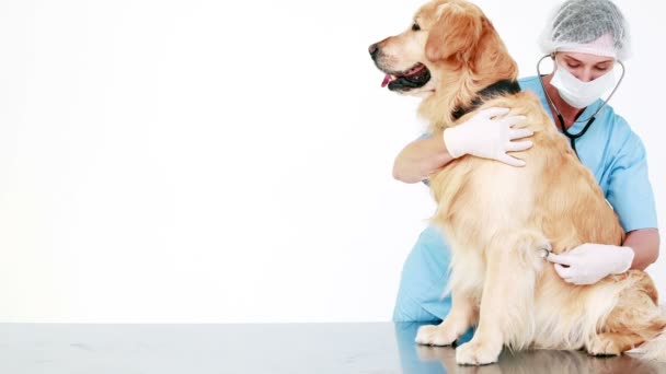 Κτηνίατρος εξετάζει ένα χαριτωμένο Λαμπραντόρ — Αρχείο Βίντεο