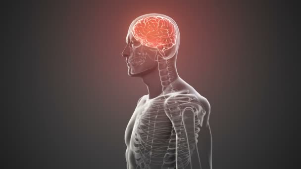 보이는 뇌와 해골 몸 회전 — 비디오
