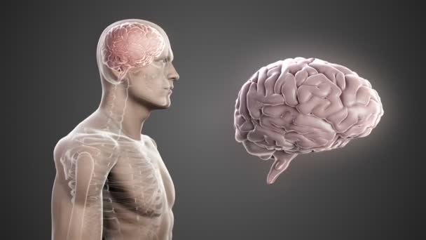 Cuerpo giratorio con cerebro y esqueleto visibles — Vídeo de stock
