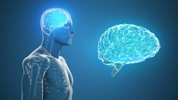 Rulírozó test látható agy és a csontváz — Stock videók