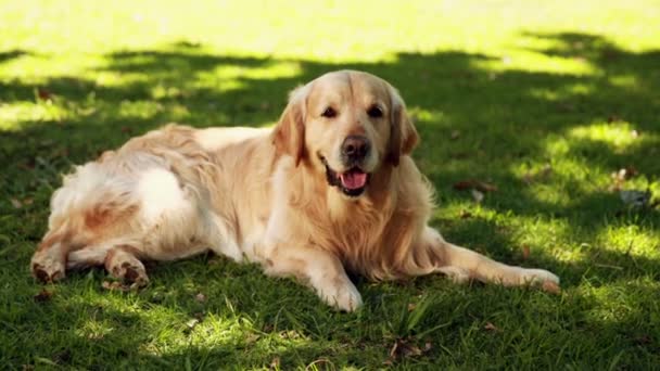 Söta labrador ligger på gräset — Stockvideo