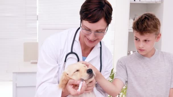 Sonriente hembra veterinario examinar lindo cachorro — Vídeos de Stock