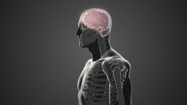 Вращающееся тело с видимым мозгом и скелетом — стоковое видео