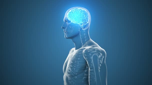 Roterande kropp med synliga hjärnan och skelettet — Stockvideo