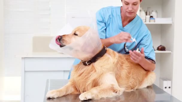 Şirin bir labrador inceleyerek veteriner — Stok video