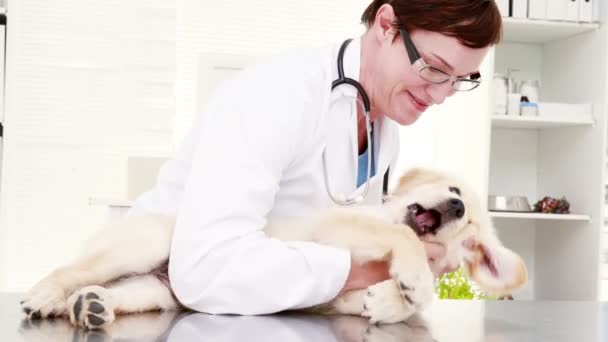 Sorridente veterinario femminile giocare con cucciolo carino — Video Stock