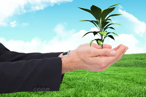 Businessman with arms out presenting plant — ストック写真