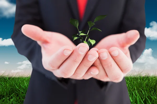 Empresário apresentando planta — Fotografia de Stock