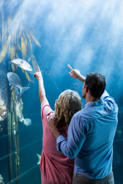 Couple pointing a fish in tank — Stock Photo, Image