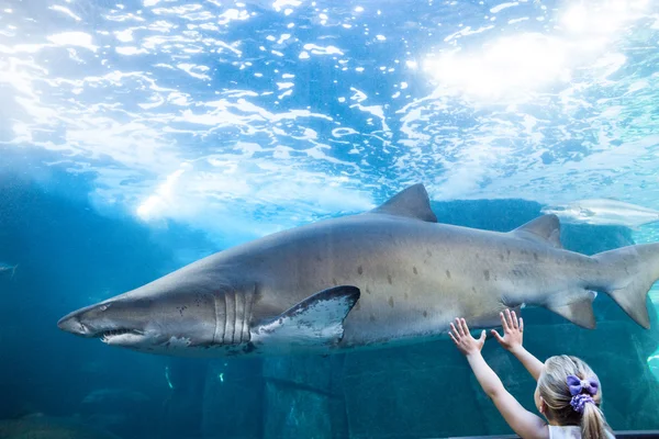 Young girl touching shark tank — Zdjęcie stockowe