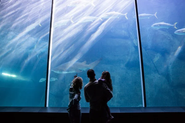 家族の魚の水槽を見て — ストック写真